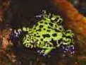 A Firebelly toad from John Christian's site