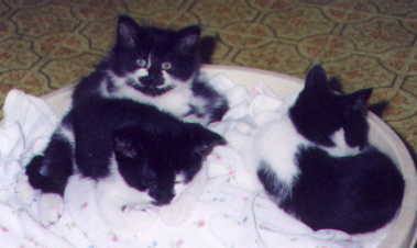 Shadow, Stripey, KeeKee, dob 2/7/01