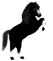 Mickey, a black mini gelding