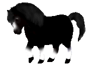 Minnie, a black mini mare