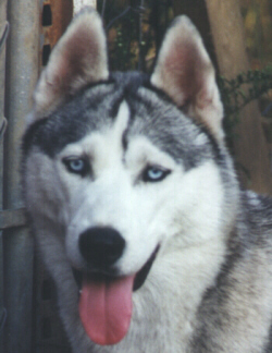 Abby, head study of dam