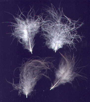 examples of silkie feathers