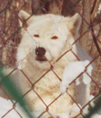 wolf photo taken by Trevor