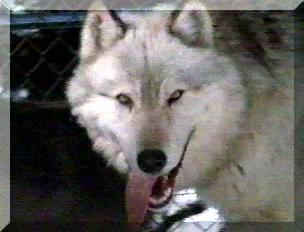 photo of wolf 10 in yellowstone