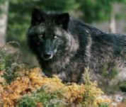 wolf photo
