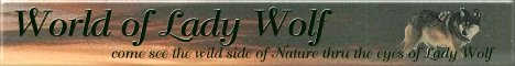 World of Lady Wolf