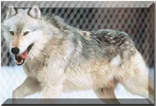 photo of wolf #10 in yellowstone