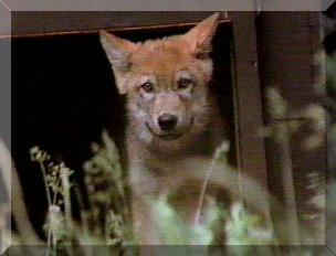 wolf pup photo