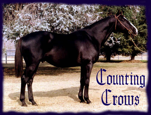 1 Crow, 2 Crow, 3 Crows, 4...
5 Crows, 6 Crows, 7 Crows More...