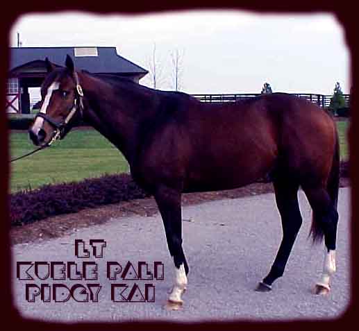 Kuele Pali Pidgy Kai