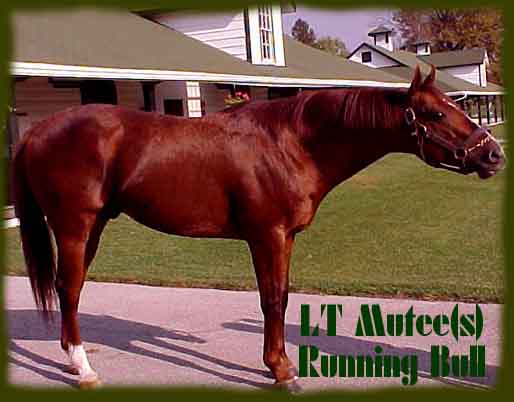 Mutee(s) Running Bull