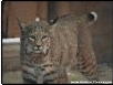 The bobcat is the most common in the United States. It is present in 48 of the 50 states. 