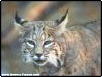 Bobcats get their name from their bob tail.  The further north a bobcat lives, the larger it will be. 