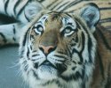An adult tiger can weigh up to 1000 lbs and measure over 10 feet from tip to tip. They can crush the skull of a full grown bull, but more often kill their prey by ripping out the jugular vein.