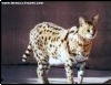 Servals can grab low-flying birds (they can leap ~ 10 feet in the air). 
