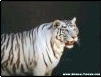 White tigers are not albinos - they have black stripes and blue eyes. A true albino is pure white with red or pink eyes.