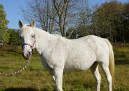 China Straight Egyptian Grey Mare, Straight Egyptian Pedigree, NJ Riding Horse Sales,  Dorsett Farm