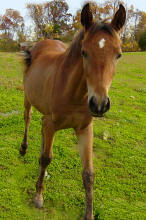 ZIEMIA Bay Filly, Arabian Filly for sale in NJ, straight egyptian arabian pedigree, Al Khamsa Blue List Certified