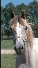 Pretty . . . the Dorsett Farms posterchild