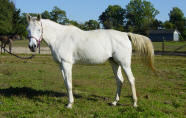 Jasmina Straight Egyptian White Mare, Straight Egyptian Pedigree, NJ Riding Horse Sales,  Dorsett Farm