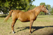 Naka Chestnut Mare, Riding Horse for Sale, NJ Riding Horse Sales, Dorsett Farms