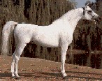 ABRAXAS MAAROFIC, Sire Line Nazeer, Arabian Horse Breeding Program, Arabian Stallion