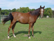 Tasman Sea, Bright Bay Gelding, Arabian Gelding for sale, straight egyptian arabian horse, Al Khamsa Certified Blue List