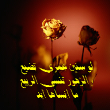 thumbnail of your picture 8