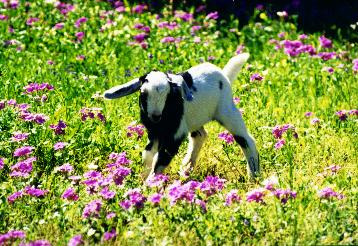 1st generation Dwarf Nubian kid, bred and owned by Jody Gabbert
