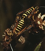 frambozen-wespvlinder