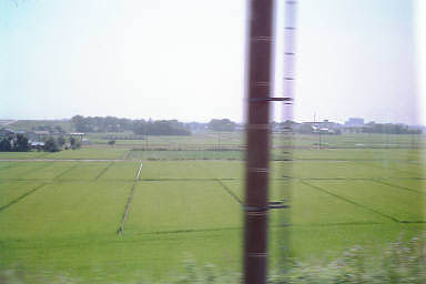 ...And even more rice paddies.