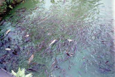 One may feed a crazy mob of carp over a bridge. Yes, those are hungry fish!