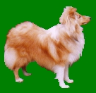 Chelmarsh Sing Along aka 'Riley'