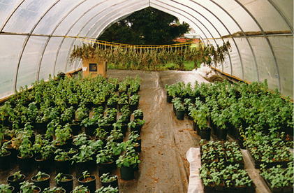 Catnip Greenhouse
