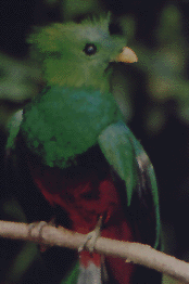 El Quetzal