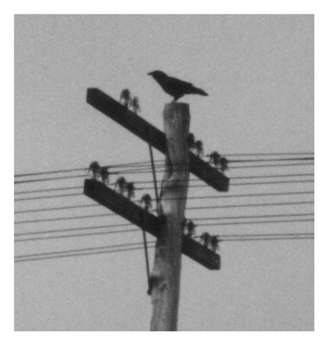 bird_on_pole