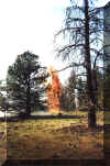 Pine tree torching on a Rx Fire in Gerber Lake, OR in 1999.  Photo by Meredith Rader.