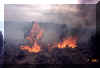 Junipers torching on the West Pequop fire near Wells, NV in July 2001.