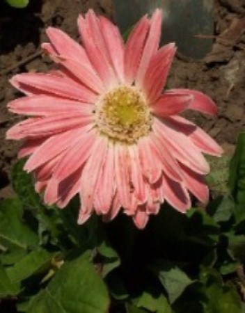 Flower from plant Victor bought for the garden