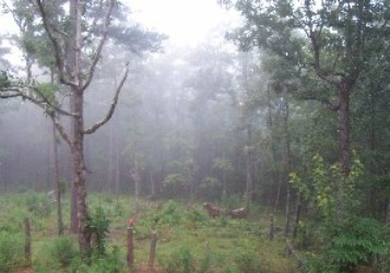 Isn't this gorgeous!