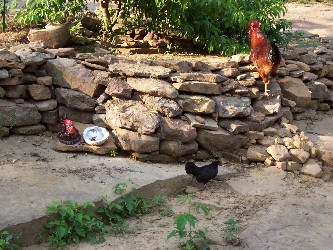 Red Rooster and Little Black Hen (banty)