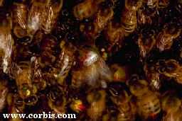 more bees, more swarmin' action