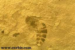 fossilised bee
