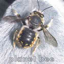 it's planet bee!