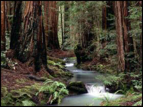 Northern Edge of the Clearing