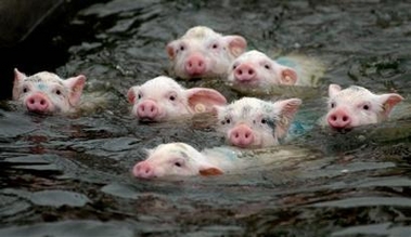 some of Arnold's friends swimming in a pond