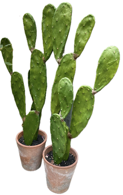 Artificial 2FT Cactus