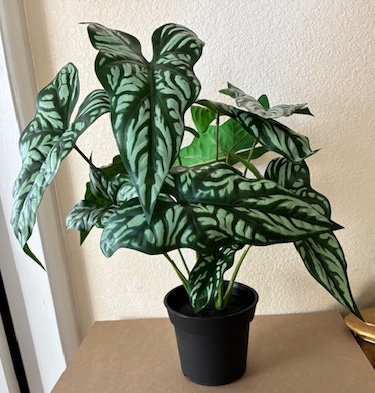 Artificial Faux Cercestis Mirabilis