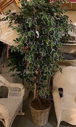 Faux Ficus Large Tree