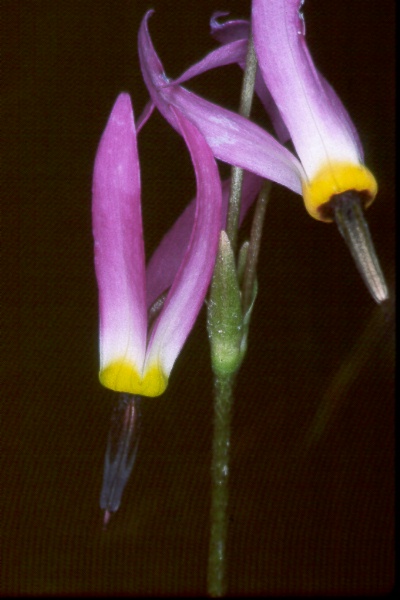 Alpine Shooting Star 1